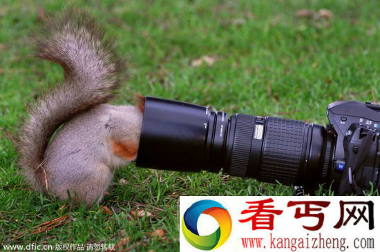 调皮动物被卡在各种场景