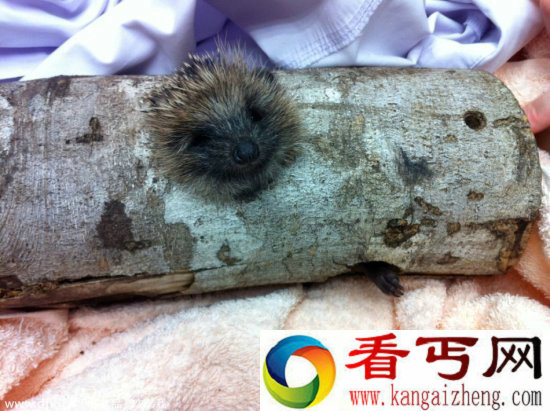 调皮动物被卡在各种场景