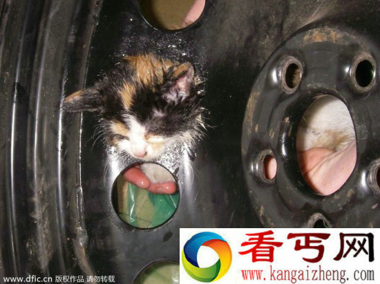 调皮动物被卡在各种场景