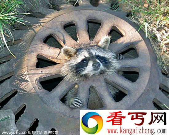 调皮动物被卡在各种场景