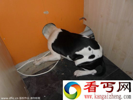 调皮动物被卡在各种场景