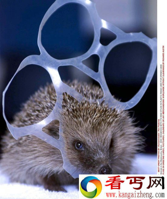 调皮动物被卡在各种场景