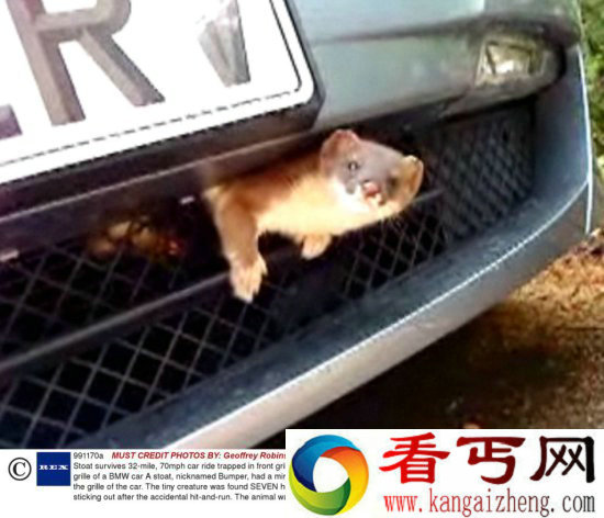 调皮动物被卡在各种场景