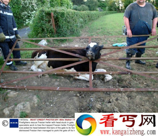 调皮动物被卡在各种场景