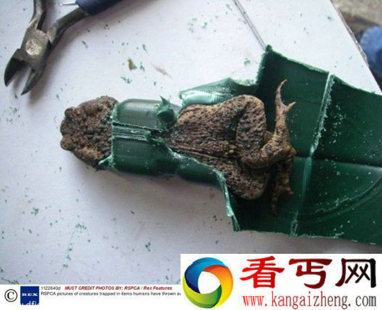 调皮动物被卡在各种场景