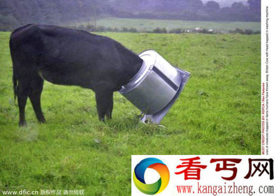 调皮动物被卡在各种场景