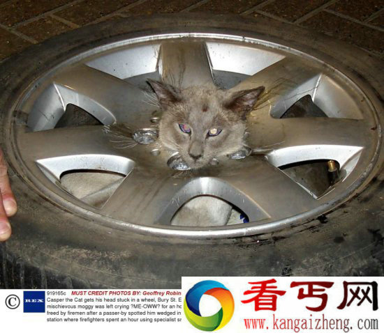 调皮动物被卡在各种场景