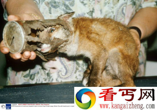 调皮动物被卡在各种场景