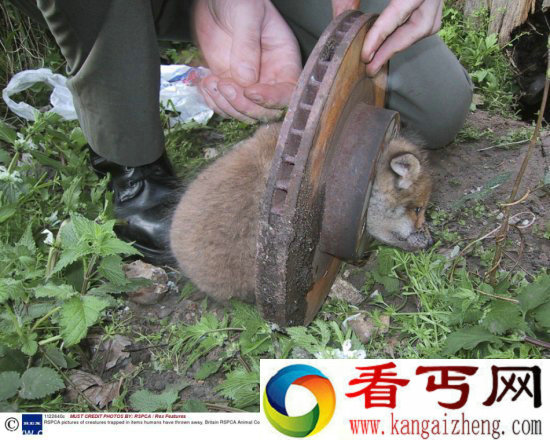 调皮动物被卡在各种场景