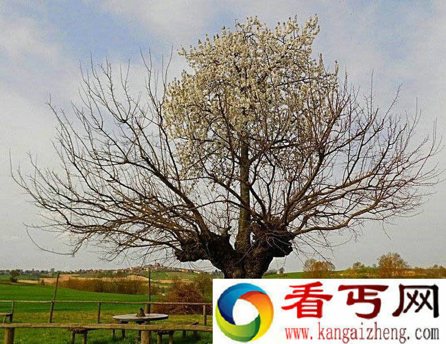 [图文]神奇的卡索尔佐双生树