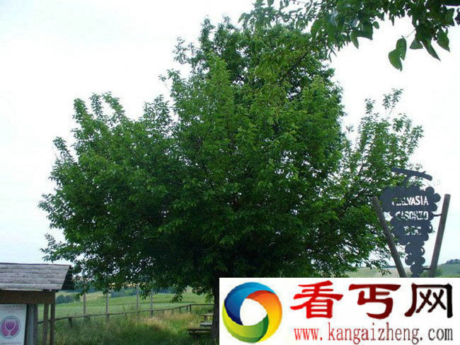 [图文]神奇的卡索尔佐双生树