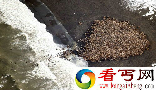 [图文]阿拉斯加西北部海滩35000只海象集体搁浅