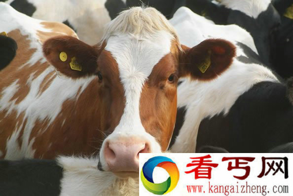 [图文]离奇事件 空运奶牛齐放屁逼飞机紧急降落