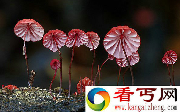 [图文]如此美丽动人的菌世界