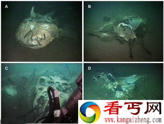 [图文]深海大型水生生物的水下墓地