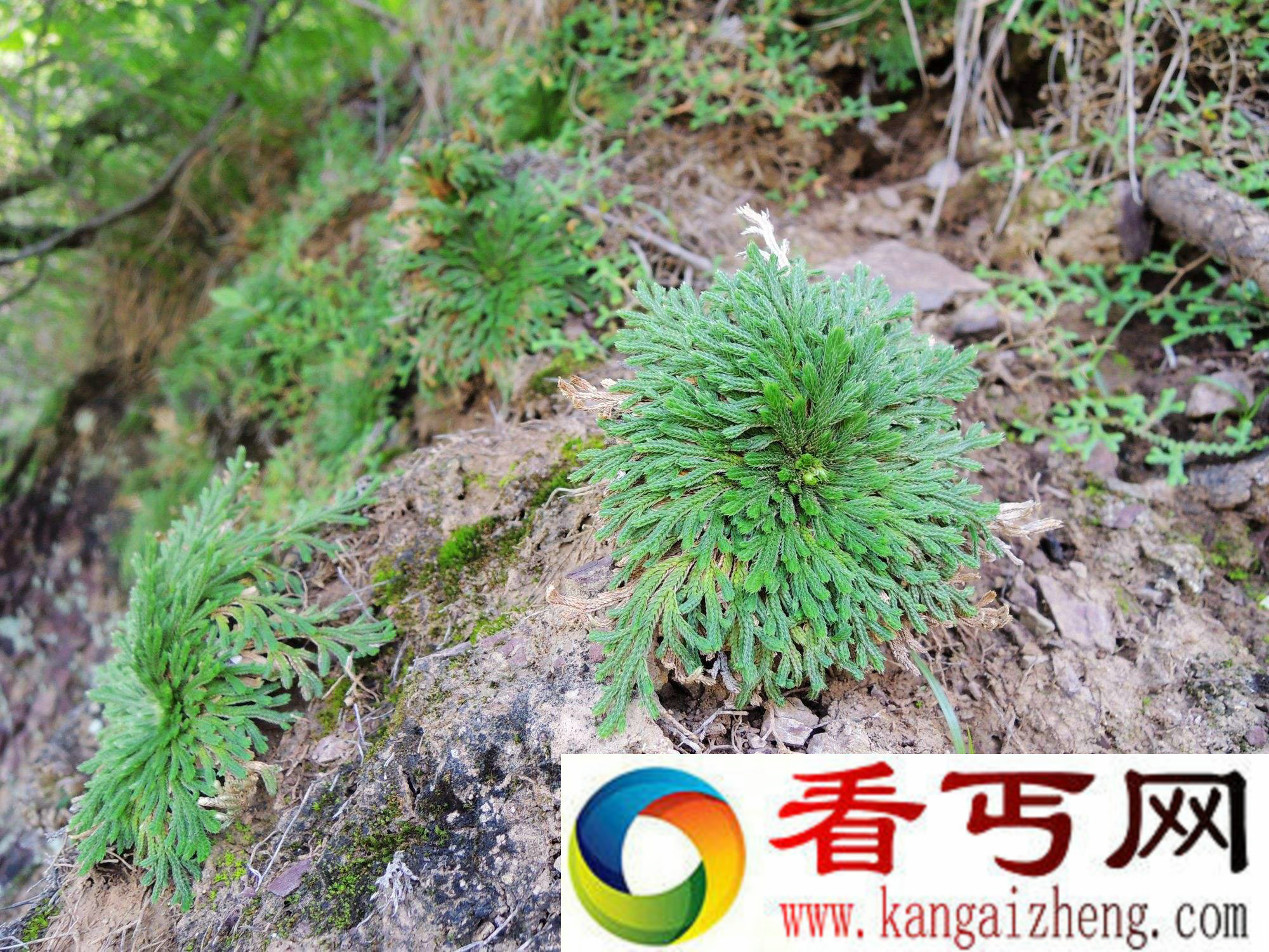 九死还魂草的功效 九死还魂草能让人复活吗