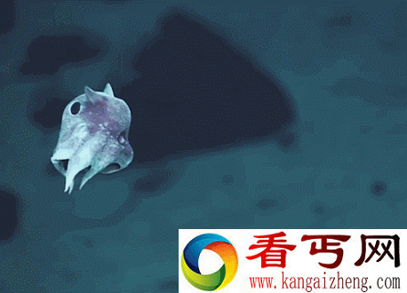 长相怪异 酷似外星物种的深海动物