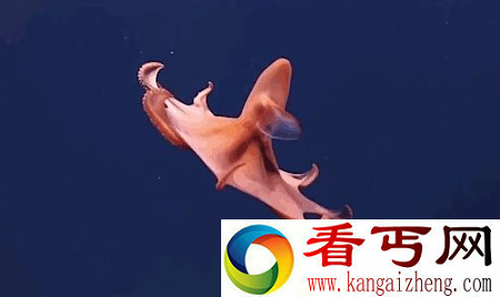 长相怪异 酷似外星物种的深海动物