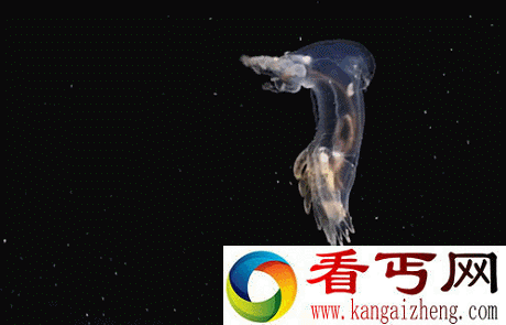 长相怪异 酷似外星物种的深海动物