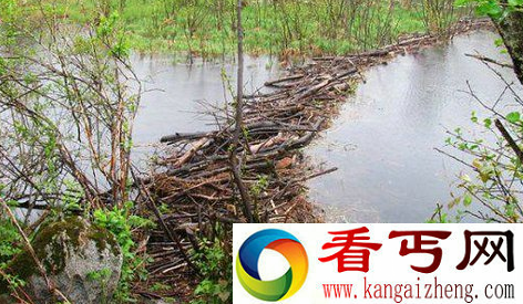 河狸为什么要筑坝 河狸分布在哪里生活