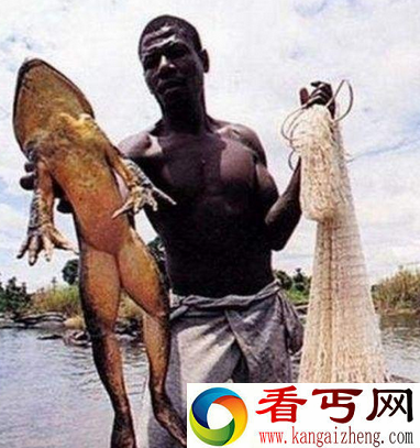 非洲巨蛙能吃吗 喀麦隆巨蛙身长一米