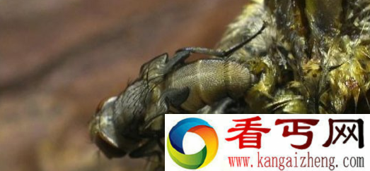 自然界中最恐怖食尸鬼 猎物被啃碎吞入腹中