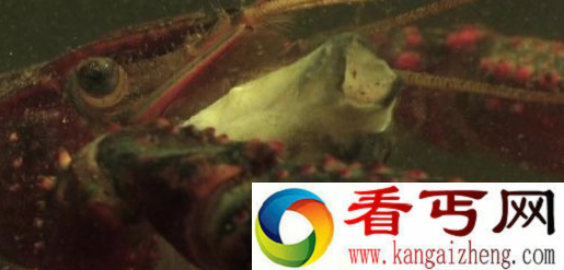 自然界中最恐怖食尸鬼 猎物被啃碎吞入腹中