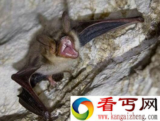 吸血蝙蝠吸人血吗 吸血蝙蝠图片