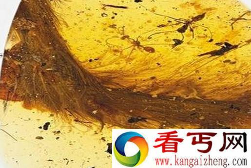 琥珀中发现恐龙化石 恐龙琥珀化石图片曝光