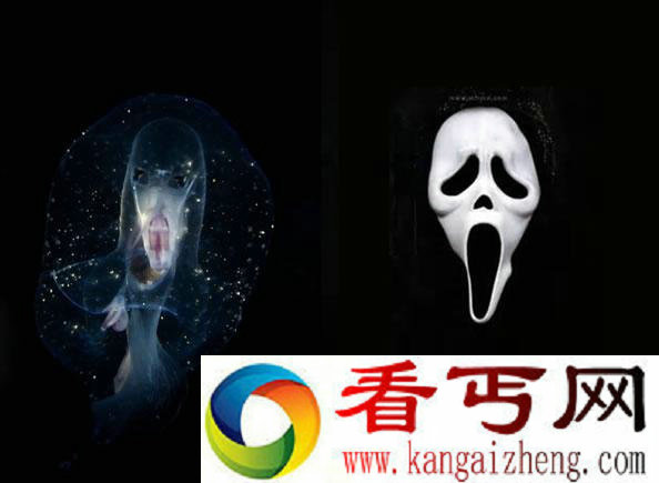 摄影师意外拍到鬼脸生物 几乎完全透明