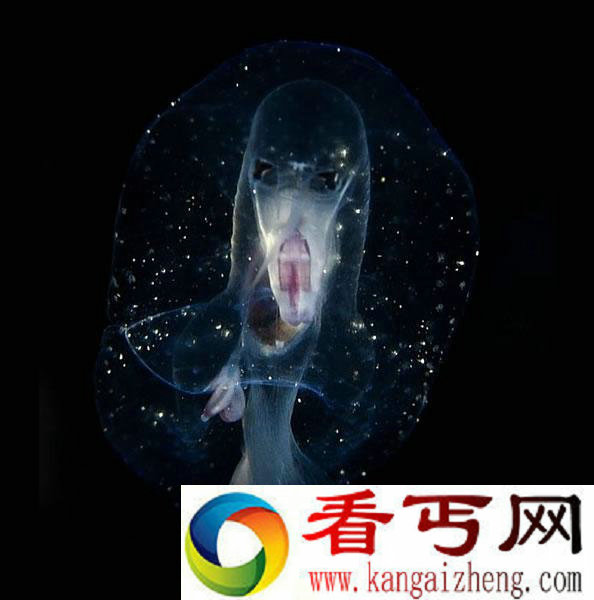 摄影师意外拍到鬼脸生物 几乎完全透明