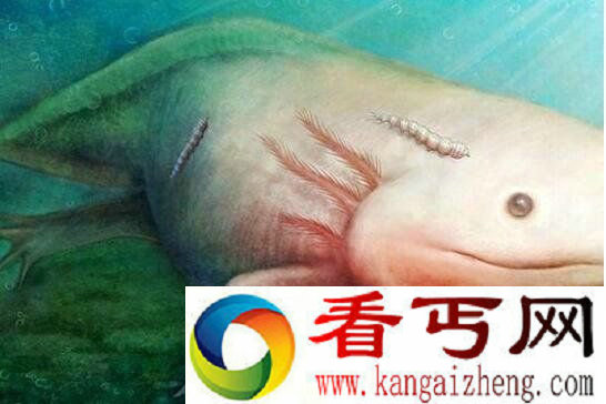 科学家发现淡水吸血鬼 它们主要吸食蝾螈的血液