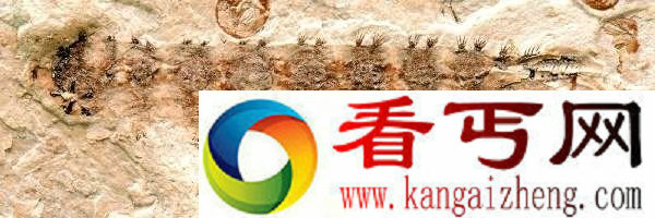 科学家发现淡水吸血鬼 它们主要吸食蝾螈的血液