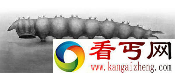 科学家发现淡水吸血鬼 它们主要吸食蝾螈的血液