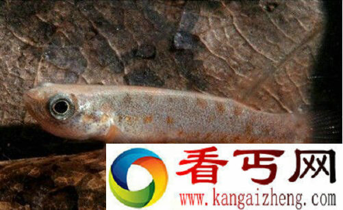 盘点超能力鱼类喷火鱼居然能喷火