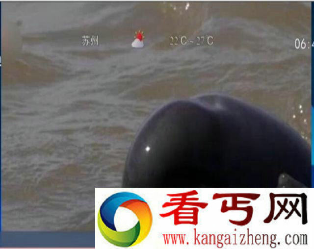 长江女神疑现身 已功能性灭绝近10年