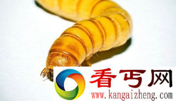 虫子以塑料为食 科学家发现塑料降解新办法