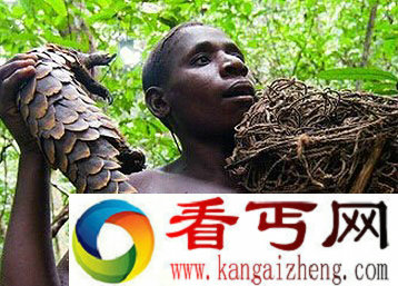 俾格米人在现代的分布群