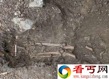 爱尔兰小镇古树遭台风连根拔起　树底惊现中世纪遗骨