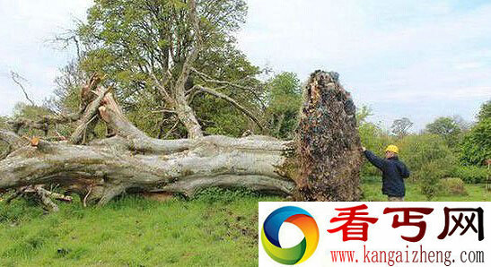 爱尔兰小镇古树遭台风连根拔起　树底惊现中世纪遗骨