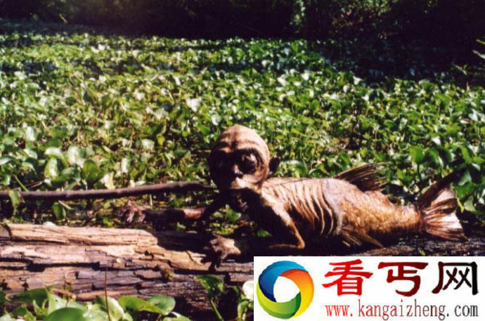 黑鳞鲛人是否真实存在？黑鳞鲛人的样子