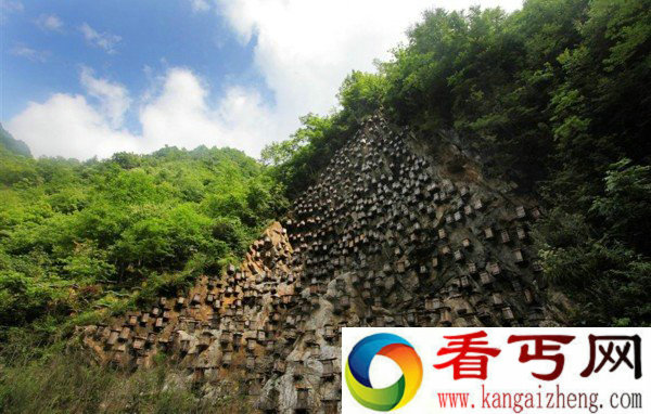 奇闻!竟然在神农架"悬棺"养蜂