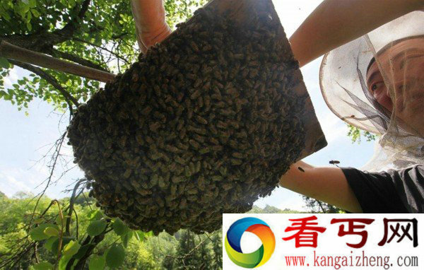 奇闻!竟然在神农架"悬棺"养蜂