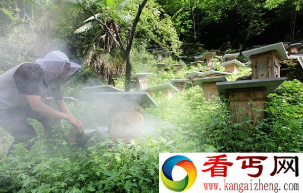 奇闻!竟然在神农架"悬棺"养蜂