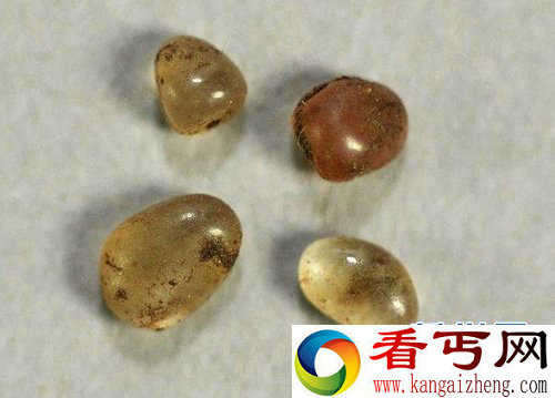 内蒙古辽上京博物馆发现48颗罕见舍利子