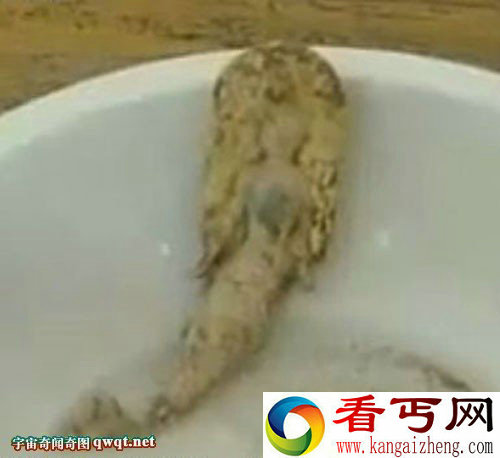 石家庄惊现诧异美人鱼真实报道 国内为(视频组图)