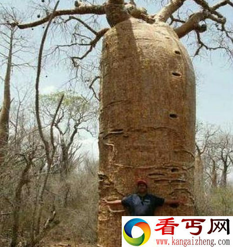 世界之大无奇不有 超恐怖食人树吃人之谜