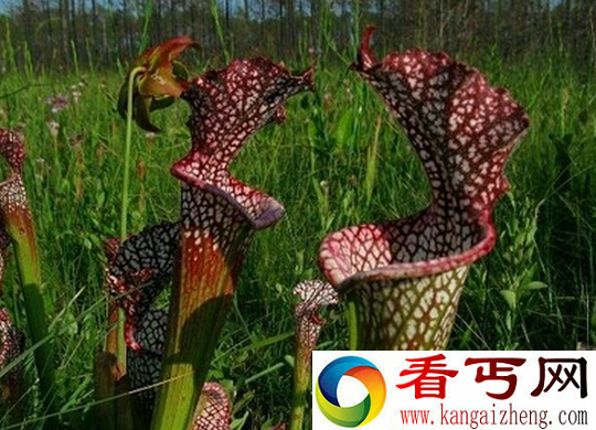 世界之大无奇不有 超恐怖食人树吃人之谜