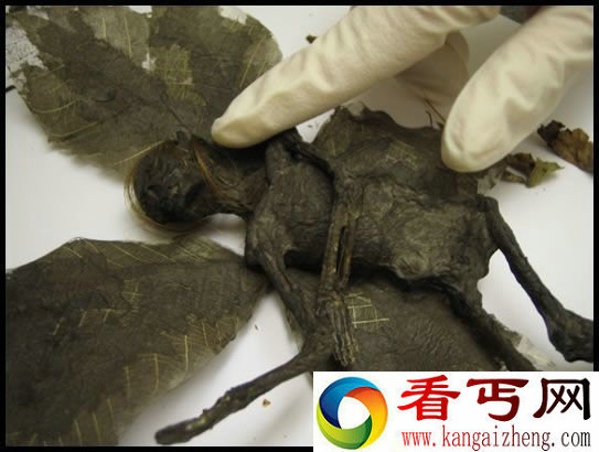 世界上第一个被发现的真实的精灵