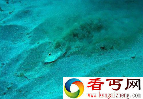 日本海岸发现奇异的水下“麦田怪圈” 吸引异性保护后代